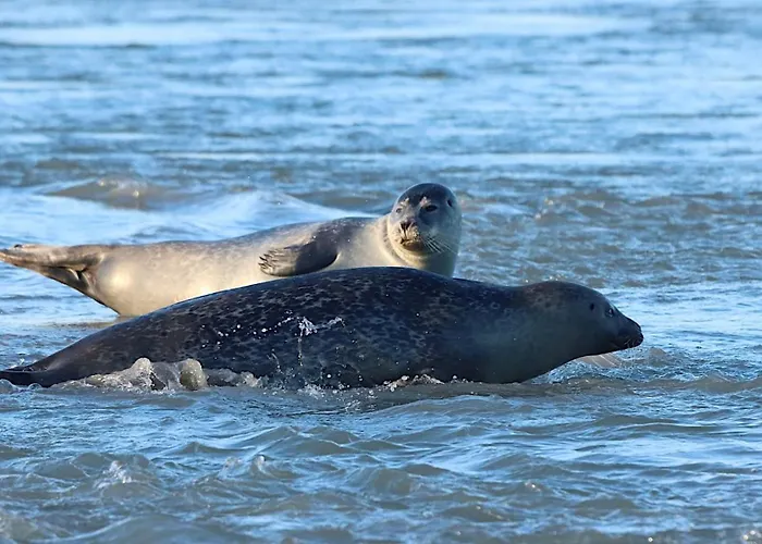 La Baie Des Remparts Meuble Les Aigrettes *